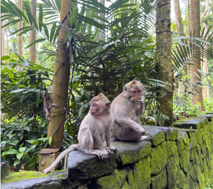 monkey